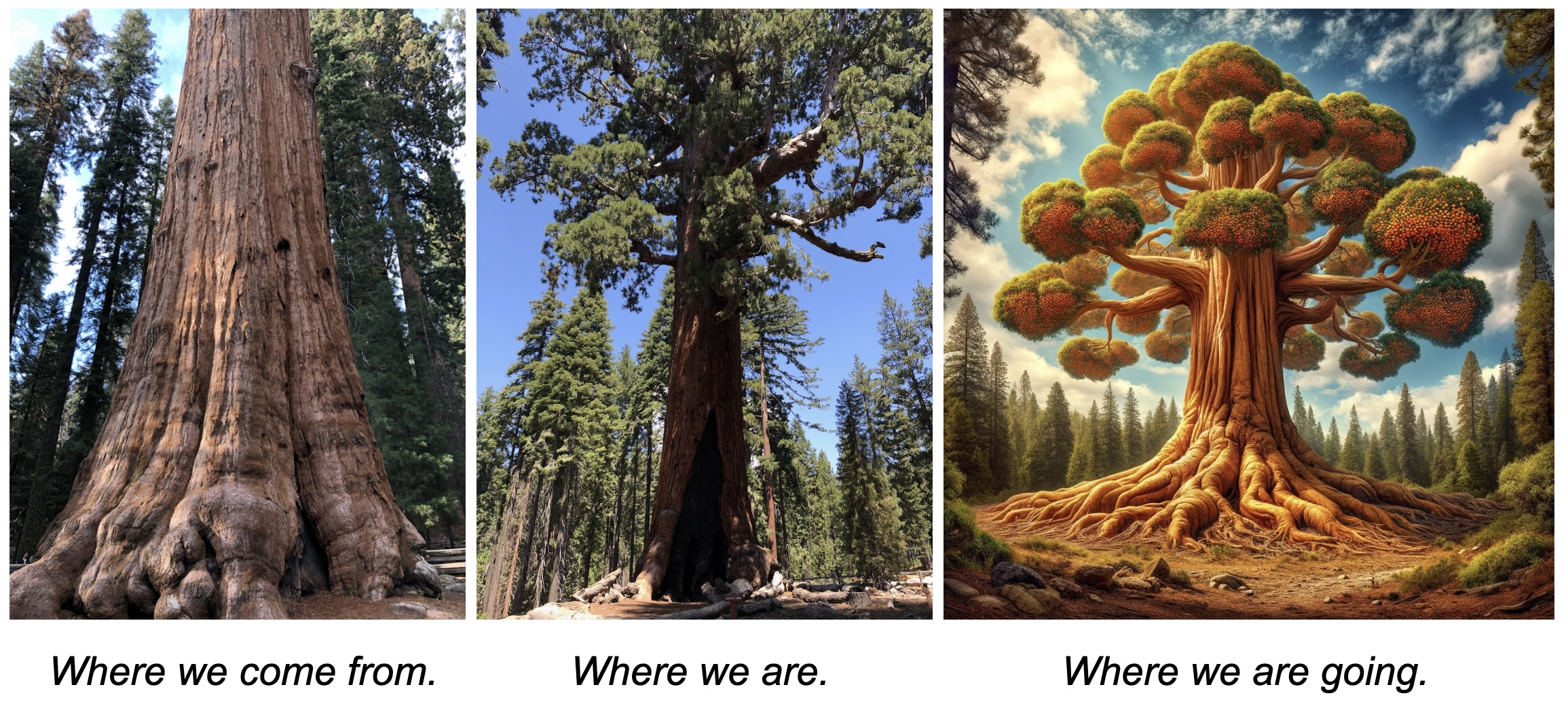 The sequoia-orange tree of Embodied Intelligence